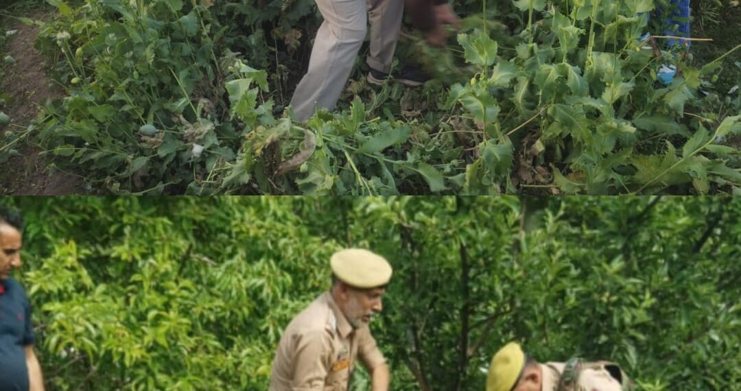 Illegal poppy crops destroyed in north Kashmir
