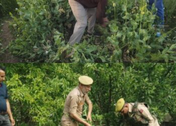 Illegal poppy crops destroyed in north Kashmir