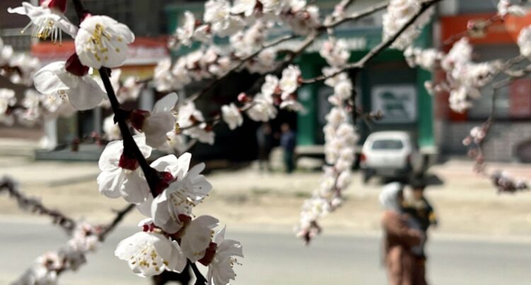 Summer season flowers in full bloom in Anantnag