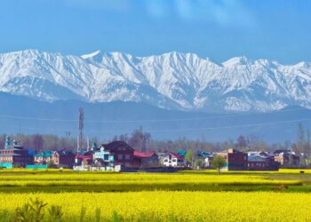  Spring Bloom Turns Kashmir Fields into Tourist Hub