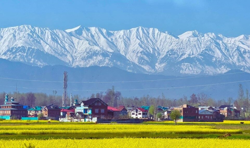 Spring Bloom Turns Kashmir Fields into Tourist Hub