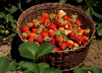 Strawberry Harvest Begins in Kashmir’s Gassoo, Marking Start of Fruit Season