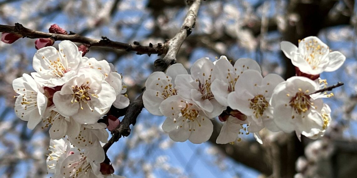 Summer season flowers in full bloom in Anantnag