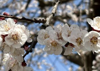 Summer season flowers in full bloom in Anantnag