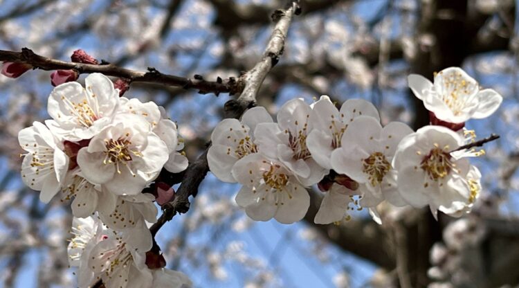 Summer season flowers in full bloom in Anantnag