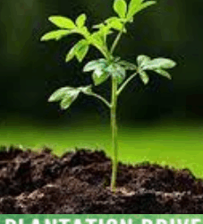 SWD Srinagar organises Planation Drive under Beti Bachao Beti Padhao