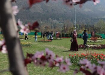 Spring Blossom Fest turns big hit among tourists, locals; hundreds throng Zawoora Garden