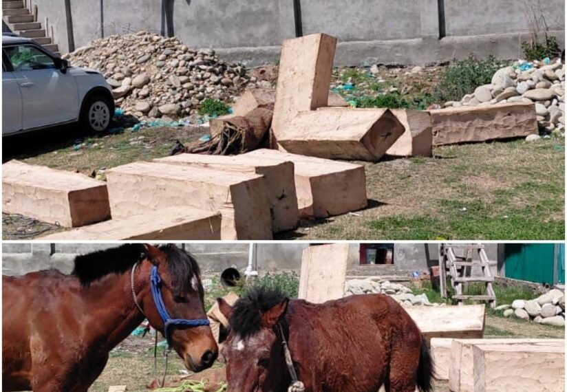 Timber Smuggling Bid Foiled in Pulwama, Two Arrested : Police