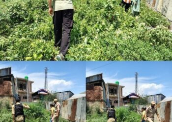 Wild Cannabis Destroyed During Anti-Drug Operation in Sopore