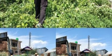 Wild Cannabis Destroyed During Anti-Drug Operation in Sopore