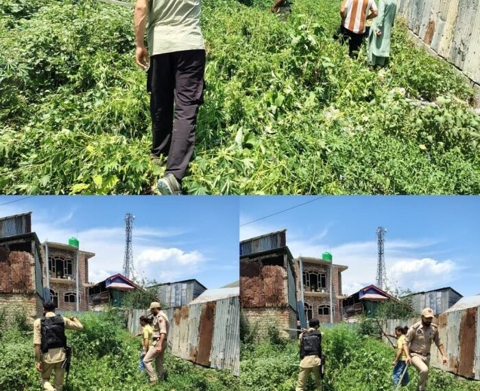 Wild Cannabis Destroyed During Anti-Drug Operation in Sopore