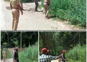 Wild cannabis destroyed in Awantipora: Police