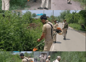 Wild Cannabis Spread Over One Kanal Destroyed in Baramulla Anti-Drug Drive: Police