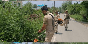 Wild Cannabis Spread Over One Kanal Destroyed in Baramulla Anti-Drug Drive: Police