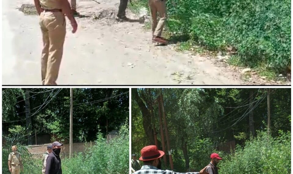 Wild cannabis destroyed in Awantipora: Police