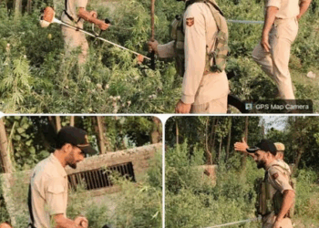 Wild Cannabis Destroyed On State Land In Mirgund: Police