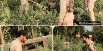 Wild Cannabis Destroyed On State Land In Mirgund: Police