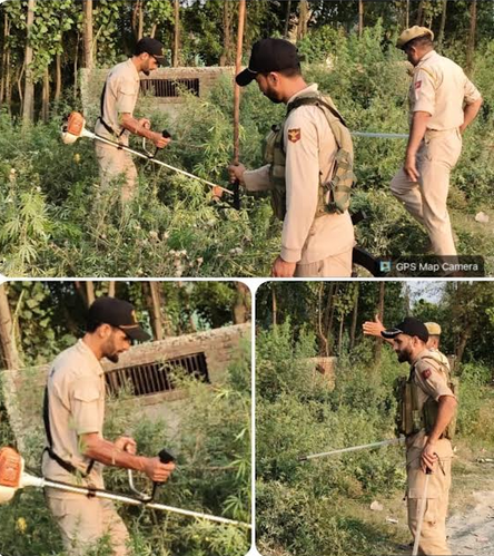 Wild Cannabis Destroyed On State Land In Mirgund: Police